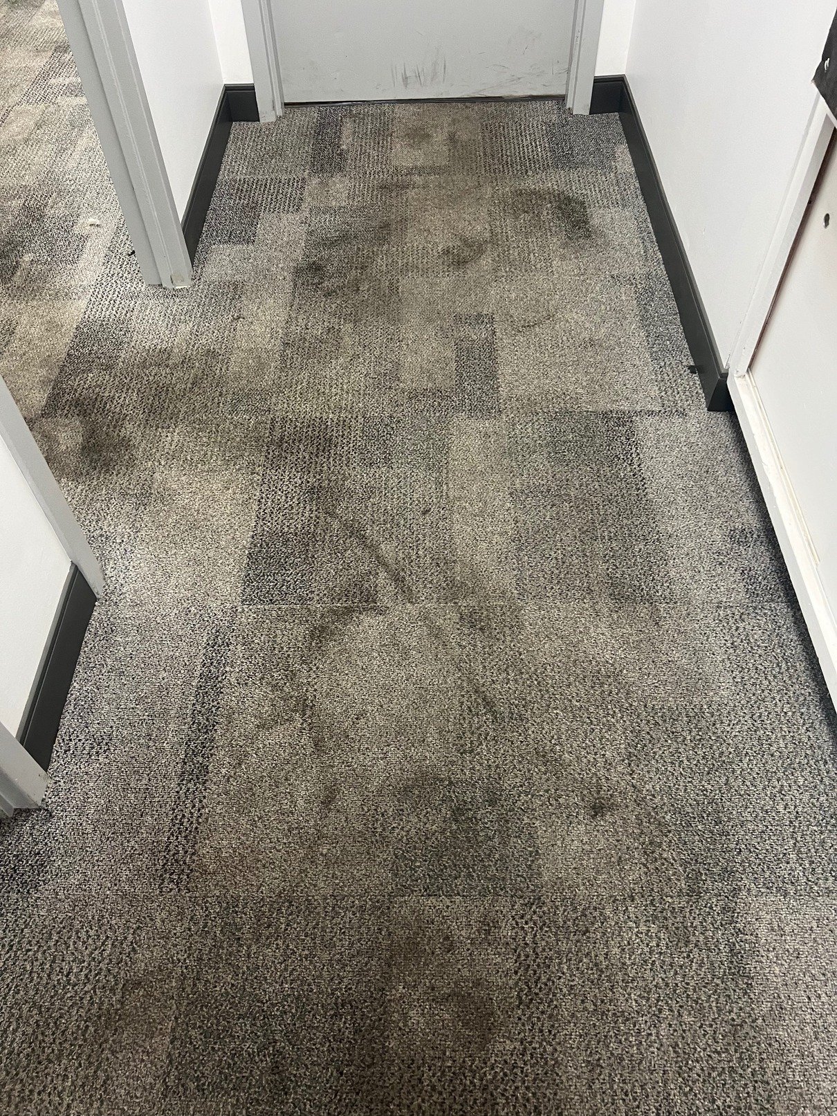toronto carpet cleaning